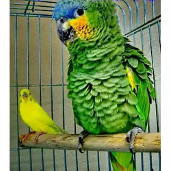 Премікс ШенМікс Бьорд 2,5% декоративна птиця (папуги,канарейки) (мішок 25кг)