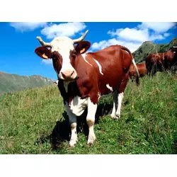 Премікс Шенмікс Ков Мілк Про високопродуктивні дійні корови (мішок 25кг)