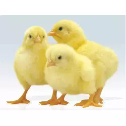 Премікс ШенМікс Чікен Леєр 0,5% курчата яєчних порід (мішок 25кг)
