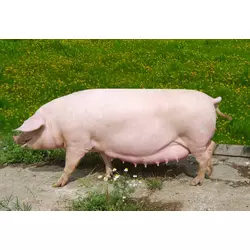 Премікс ШенМікс Піг Сов 1% (супоросні та лактуючі свиноматки) (мішок 25кг)