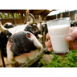 Замінник Незбираного Молока Телятко.JUNIOR+(з 25-30 дня 50% молочної основи) (мішок 25кг)