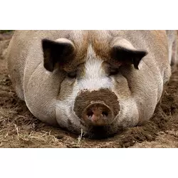 БМВД ШенПіг Фініш Євро Стандарт 10% (відгодівля свиней від 70 до 120 кг) (мішок 25кг)