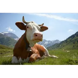 Премікс Шенмікс Ков Драй сухостійні корови (мішок 25кг)