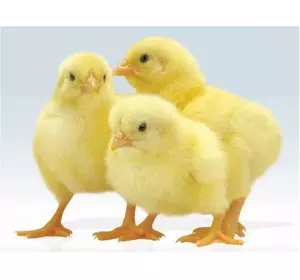 Премікс ШенМікс Чікен Леєр 2% курчата яєчних порід (мішок 25кг)