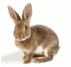 Комбікорм для кролів з сінною мукою (мішок 10кг)