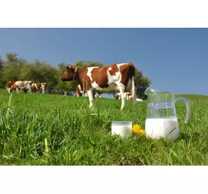 Замінник Незбираного Молока Телятко.PREMIUM (з 5-10 дня 80% молочної основи) (мішок 25кг)