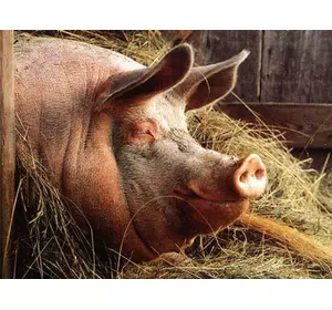БМВД ШенПіг Фін Golden Pig 10% (відгодівля свиней від 70 до 120 кг) (мішок 25кг)