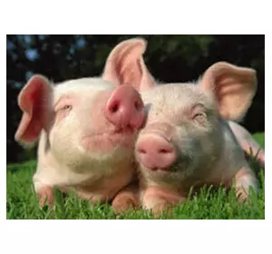 БМВД ШенПіг Старт Golden Pig 25% (для поросят від 8 до 35 кг) (мішок 25кг)