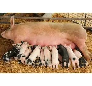 БМВД ШенПіг Соу Golden Pig 10-15% (супоросні та лактуючі свиноматки) (мішок 25кг)