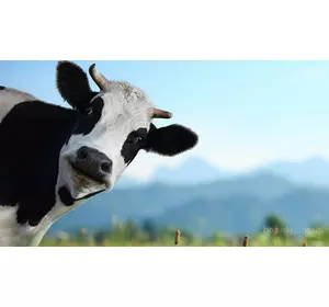 ЕВМК Шенмікс Енерджі Про (для високопродуктивних корів) (мішок 25кг)