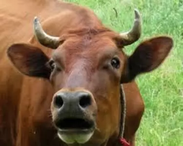 Продукція для молочного ВРХ