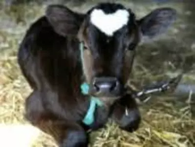 Продукція для телят і відгодівлі ВРХ Продукція для телят і відгодівлі ВРХ