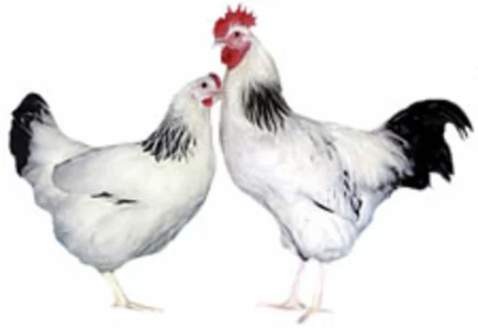 Комбікорм для яєчних курей