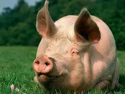 Премікси для свиней з амінокислотами та Натуральними Стимуляторами Росту