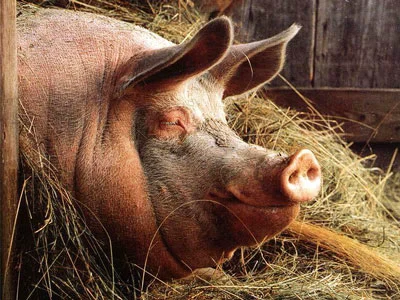Премікси для свиней 0,5-1% (Вітаміни та мікроелементи)