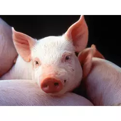 БМВД ШенПіг Гровер Євро Стандарт 15% (відгодівля свиней від 35 до 70 кг) (мішок 25кг)