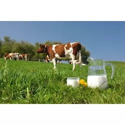 Замінник Незбираного Молока Телятко.PREMIUM (з 5-10 дня 80% молочної основи) (мішок 25кг)