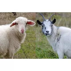 БМВД Шені Шип 10% вівці, кози (мішок 25кг)