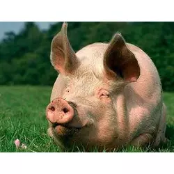 БМВД Шен Піг Уні Фат Golden Pig 15-10% (універсальний гровер-фініш ) (мішок 25кг)