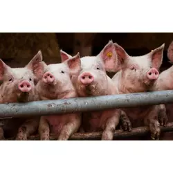 Премікс ШенМікс Піг F 3 - 2,5% (відгодівля свиней від 40 до 120 кг) (мішок 25кг)