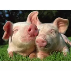 БМВД ШенПіг Старт Golden Pig 25% (для поросят від 8 до 35 кг) (мішок 25кг)