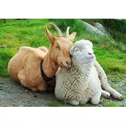 Премікс ШенМікс SC 2,5% вівці, кози (мішок 25кг)