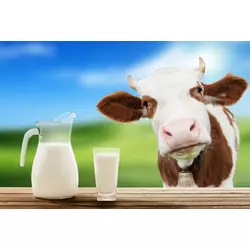 Замінник Незбираного Молока Дейрі.Кальф (з 5-10 дня 80% молочної основи) (мішок 25кг)