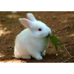 Премікс ШенМікс Раббіт ПРО 2,5% кролі з пробітиком (мішок 25кг)