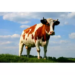 Премікс Шенмікс Ков Драй ІІ сухостійні корови (мішок 25кг)