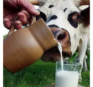Замінник Незбираного Молока Телятко.Ультра Актив (з 15-21 дня 70% молочної основи) (мішок 25кг)