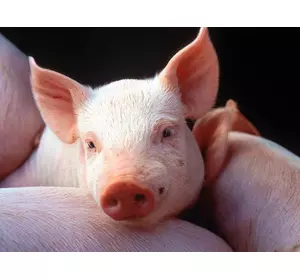 БМВД ШенПіг Гровер Євро Стандарт 15% (відгодівля свиней від 35 до 70 кг) (мішок 25кг)