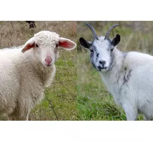 БМВД Шені Шип 10% вівці, кози (мішок 25кг)