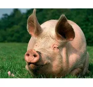 БМВД Шен Піг Уні Фат Golden Pig 15-10% (універсальний гровер-фініш ) (мішок 25кг)