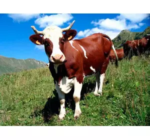 Премікс Шенмікс Ков Мілк Про високопродуктивні дійні корови (мішок 25кг)