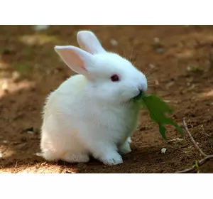 Комбікорм для кролів з сінною мукою (мішок 25кг)